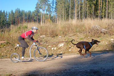 Kickbike dog clearance